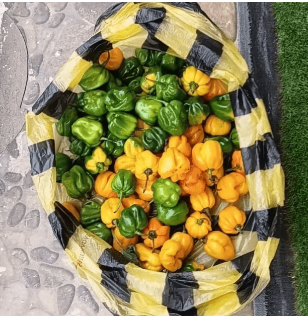 Piment confit maison